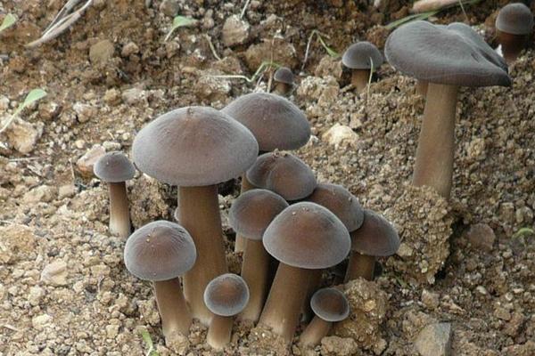 長根菇常見病害防治方法 長根菇大棚種植管理技術(shù)