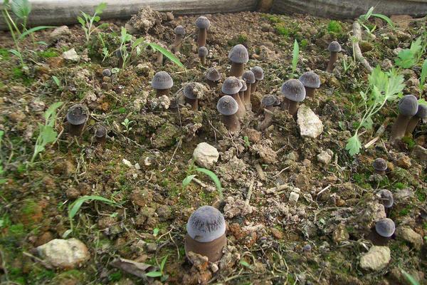 長根菇常見病害防治方法 長根菇大棚種植管理技術(shù)