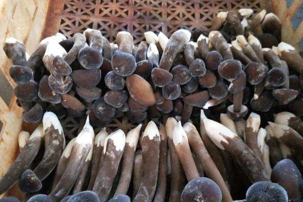 長根菇常見病害防治方法 長根菇大棚種植管理技術(shù)