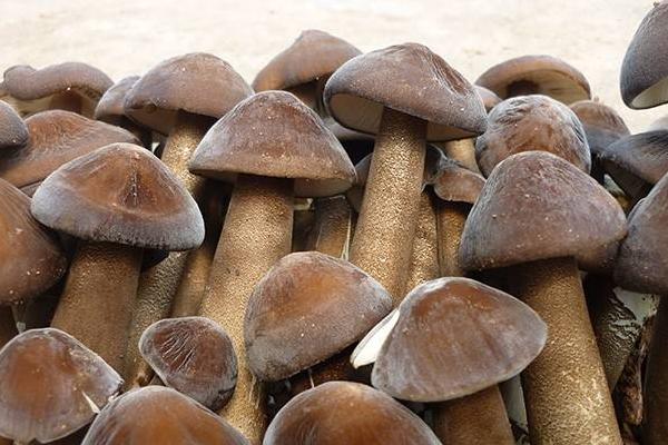 長根菇常見病害防治方法 長根菇大棚種植管理技術(shù)