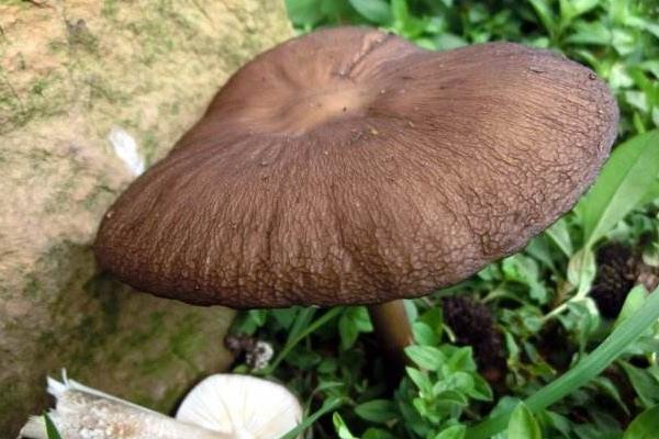 長根菇常見病害防治方法 長根菇大棚種植管理技術(shù)