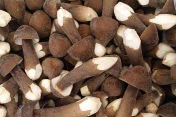 長根菇常見病害防治方法 長根菇大棚種植管理技術(shù)