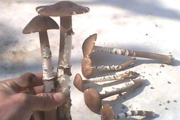 長根菇常見病害防治方法 長根菇大棚種植管理技術(shù)