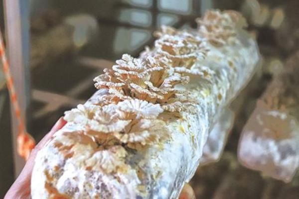 白參菌種植方法（栽培技術） 白參菌菌種培養方法