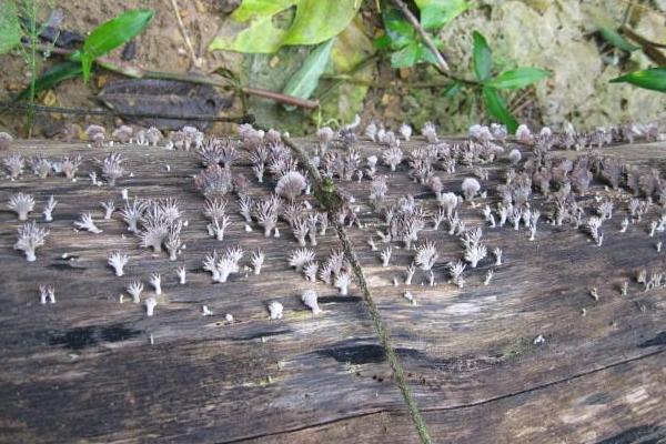 白參菌種植方法（栽培技術） 白參菌菌種培養方法