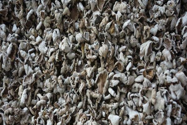 白參菌種植方法（栽培技術） 白參菌菌種培養方法