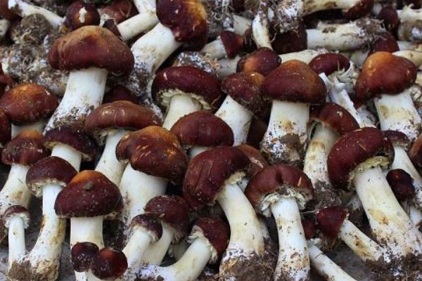 大球蓋菇市場價格多少錢一斤 大球蓋菇產(chǎn)地在哪里 大球蓋菇哪里有賣