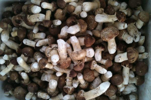 大球蓋菇市場價格多少錢一斤 大球蓋菇產(chǎn)地在哪里 大球蓋菇哪里有賣