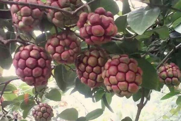 黑老虎市場價格多少錢一斤 黑老虎苗哪里有賣