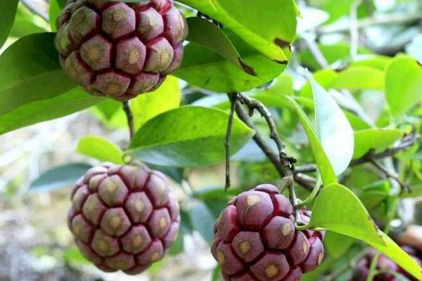 黑老虎市場價格多少錢一斤 黑老虎苗哪里有賣