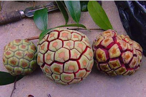 黑老虎市場價格多少錢一斤 黑老虎苗哪里有賣