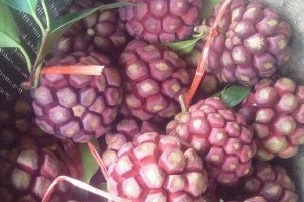 黑老虎市場價格多少錢一斤 黑老虎苗哪里有賣