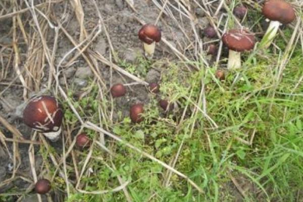 大球蓋菇高產栽培技術 大球蓋菇每平方米有多少產量