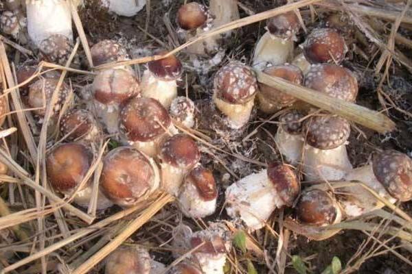 大球蓋菇高產栽培技術 大球蓋菇每平方米有多少產量