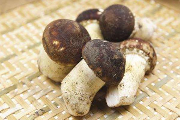 大球蓋菇高產栽培技術 大球蓋菇每平方米有多少產量