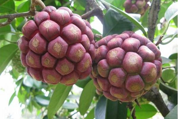 黑老虎市場價格多少錢一斤 黑老虎苗哪里有賣