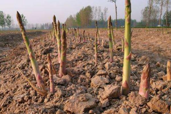 蘆筍的種植技術 蘆筍什么時候(季節)種植