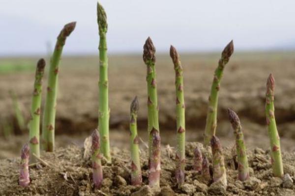 蘆筍的種植技術 蘆筍什么時候(季節)種植