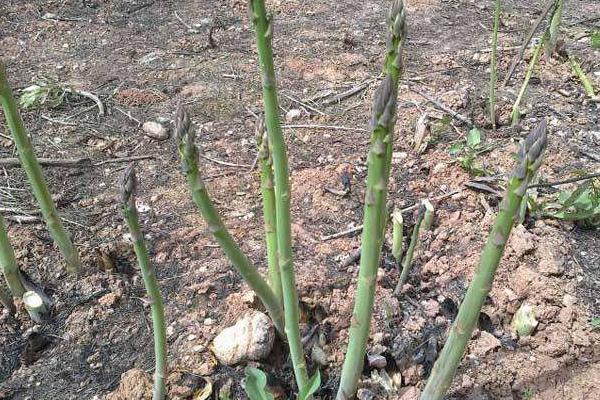 蘆筍的種植技術 蘆筍什么時候(季節)種植