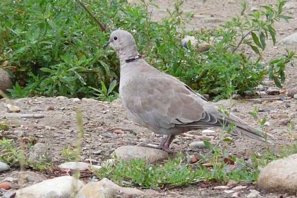 斑鳩能養殖嗎 斑鳩一年繁殖幾窩