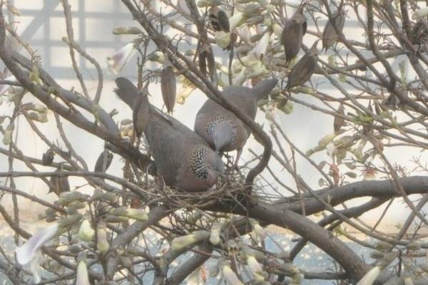 斑鳩能養殖嗎 斑鳩一年繁殖幾窩