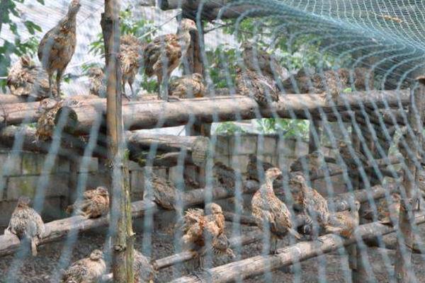 斑鳩能養殖嗎 斑鳩一年繁殖幾窩