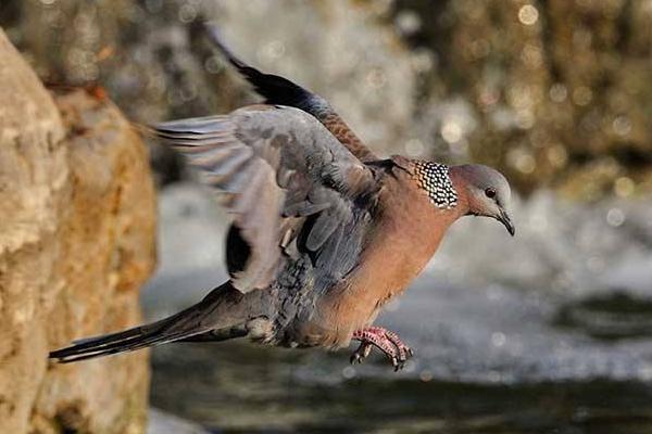 斑鳩能養殖嗎 斑鳩一年繁殖幾窩
