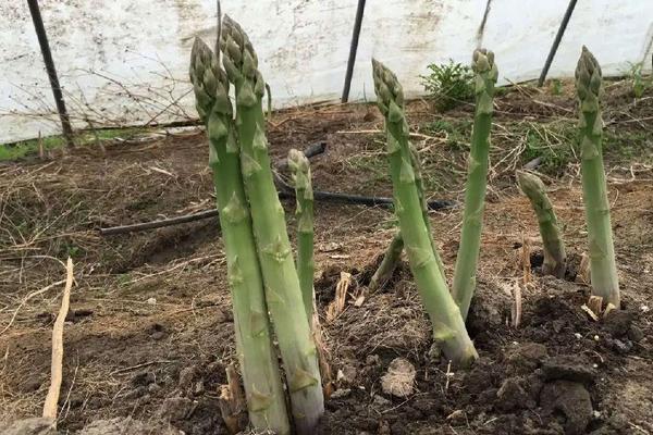 蘆筍市場價格多少錢一斤 蘆筍是什么季節的（幾月上市）