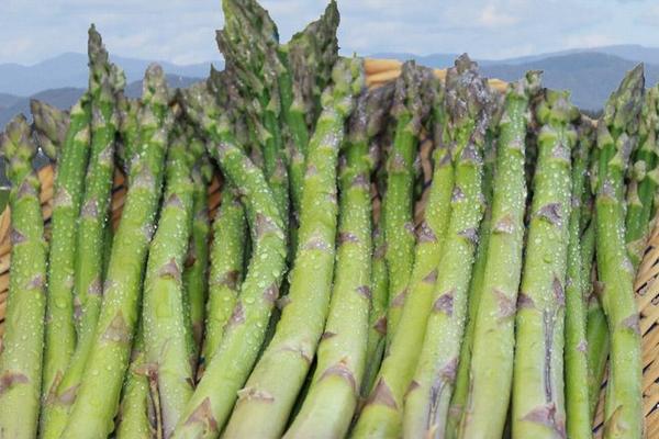 蘆筍市場價格多少錢一斤 蘆筍是什么季節的（幾月上市）