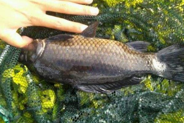 塘角魚(yú)怎么釣 釣塘角魚(yú)技巧(冬天)