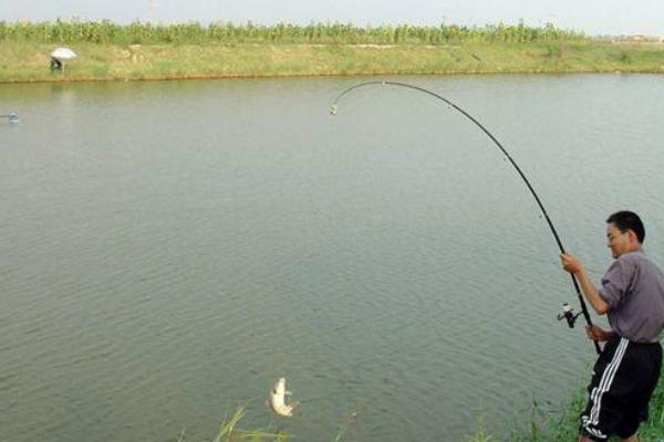 塘角魚(yú)怎么釣 釣塘角魚(yú)技巧(冬天)