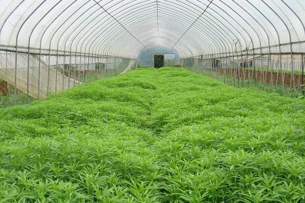 大棚蔬菜怎么種 種大棚蔬菜一畝能掙多少錢