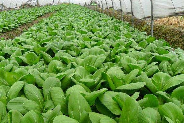 大棚蔬菜怎么種 種大棚蔬菜一畝能掙多少錢