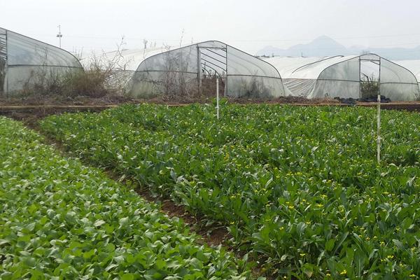 大棚蔬菜怎么種 種大棚蔬菜一畝能掙多少錢