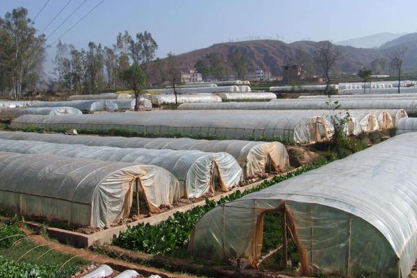 大棚蔬菜怎么種 種大棚蔬菜一畝能掙多少錢