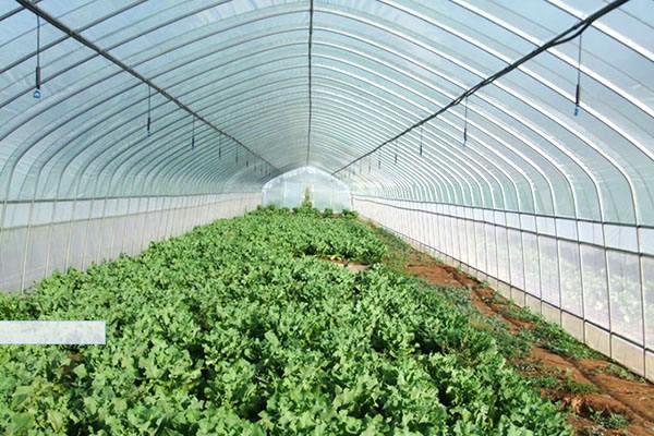大棚蔬菜種植前景 種10畝大棚菜要投資多少