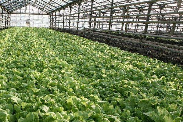 大棚蔬菜種植前景 種10畝大棚菜要投資多少