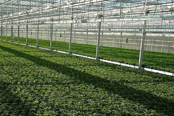 大棚蔬菜種植前景 種10畝大棚菜要投資多少