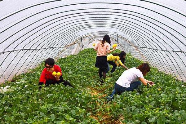 大棚種植什么最賺錢 大棚種植的特點及優勢是什么