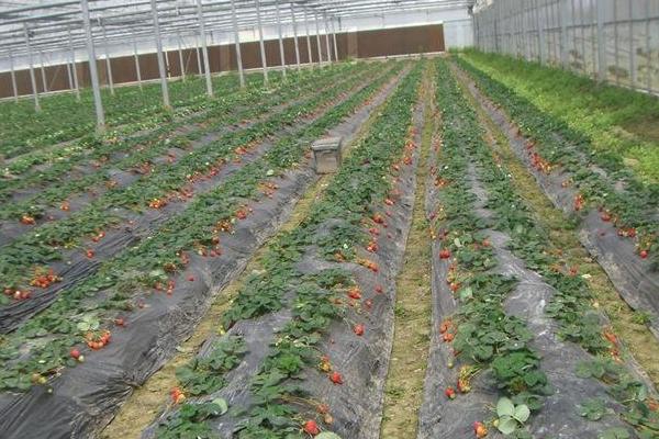 大棚種植什么最賺錢 大棚種植的特點及優勢是什么