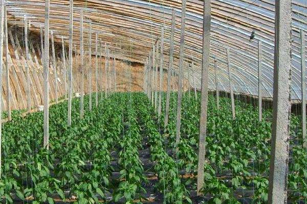 大棚種植什么最賺錢 大棚種植的特點及優勢是什么