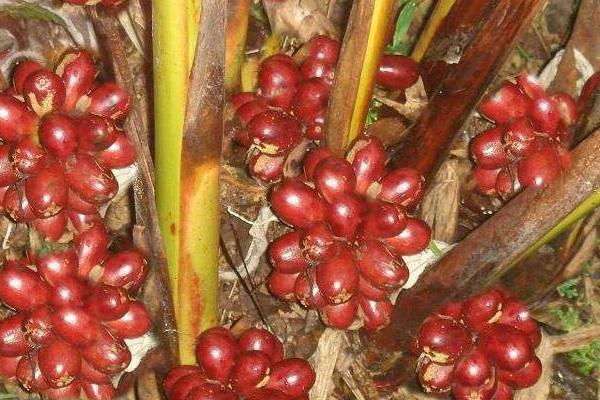 大棚種植什么最賺錢 大棚種植的特點及優勢是什么