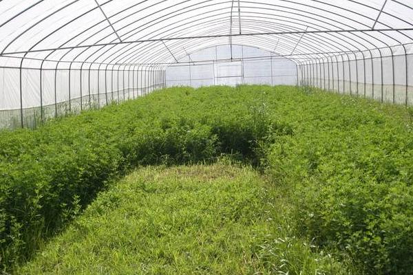 大棚種植什么最賺錢 大棚種植的特點及優勢是什么