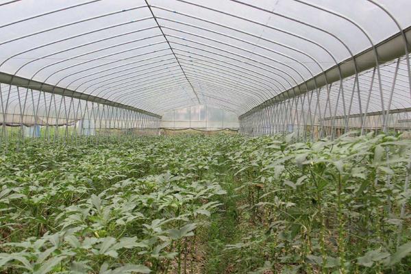 大棚種植什么最賺錢 大棚種植的特點及優勢是什么