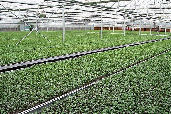 大棚種植什么最賺錢 大棚種植的特點及優勢是什么