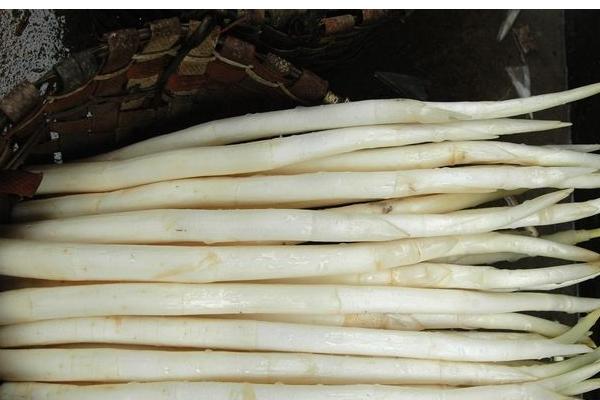 象牙菜是哪里盛產的 象牙菜海南可以種植嗎