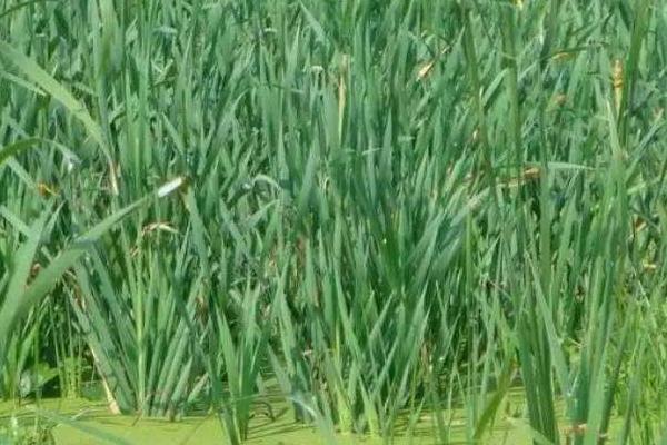 象牙菜是哪里盛產的 象牙菜海南可以種植嗎