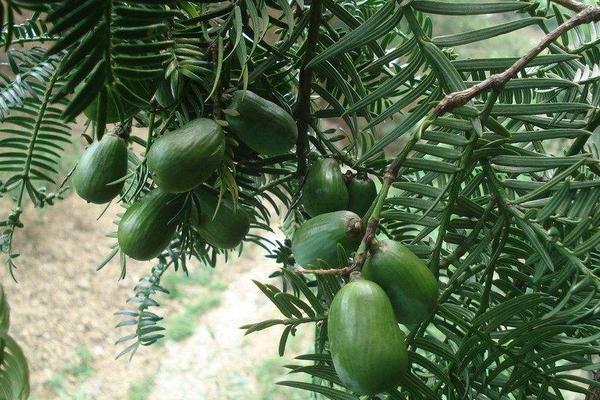 香榧是什么東西 香榧好吃嗎 香榧子產地在哪里