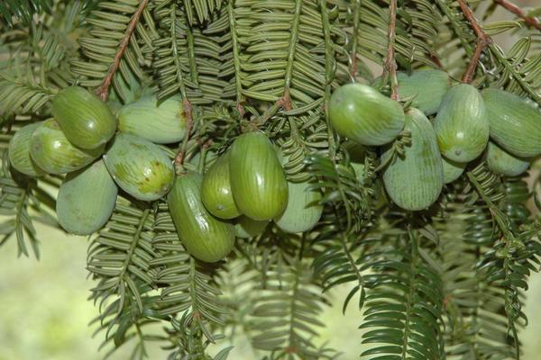 香榧是什么東西 香榧好吃嗎 香榧子產地在哪里