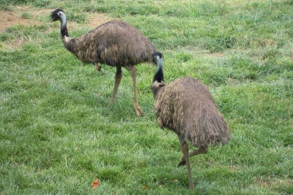 養(yǎng)鴯鹋前景怎么樣（有什么風(fēng)險(xiǎn)） 鴯鹋養(yǎng)殖成本及利潤分析